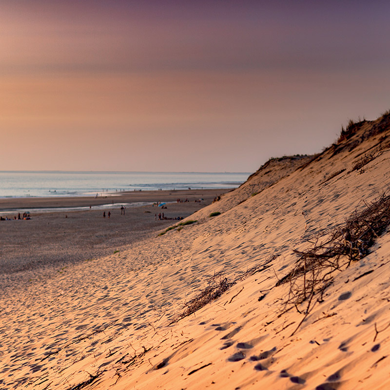 Royan, foret de la Coubre